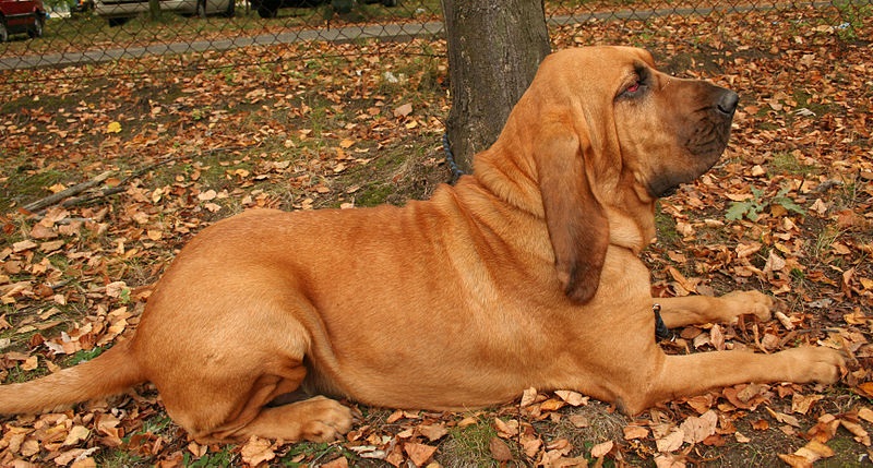 photograph of bloodhound