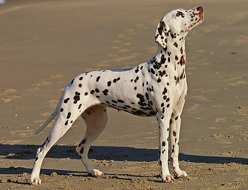 photograph of dalmation