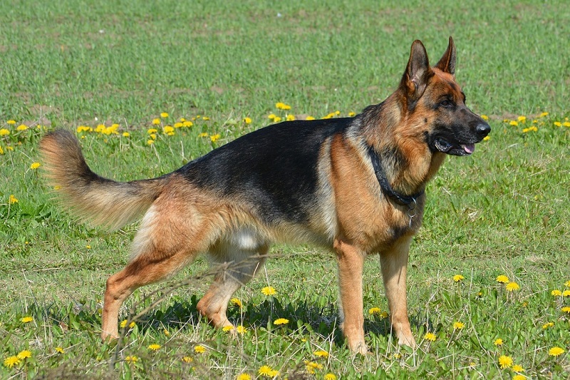 photograph of german shepard