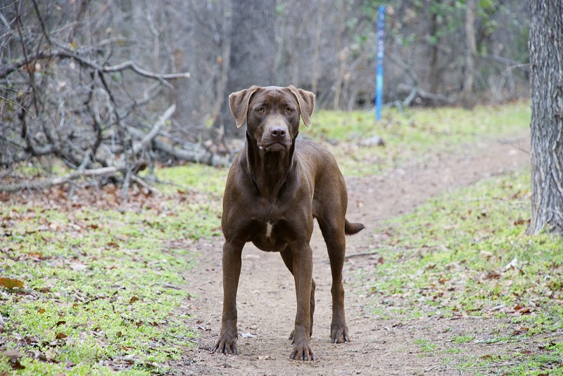 photograph of labrador retriever