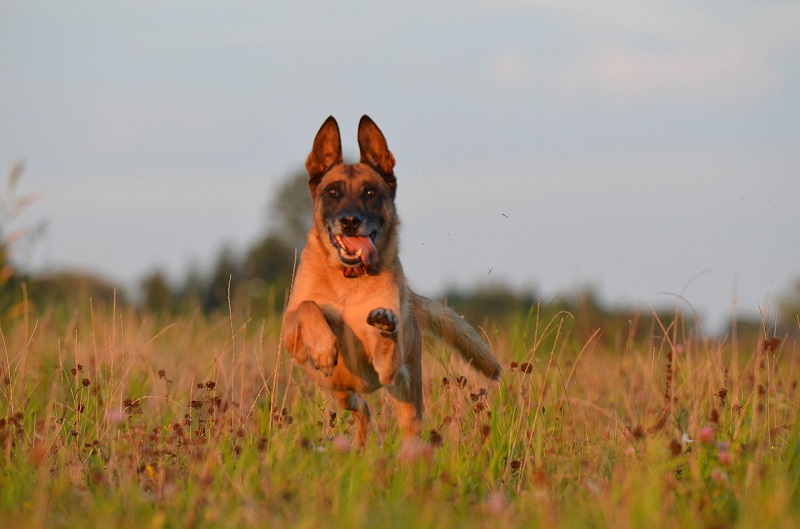 photograp of belgian malinois