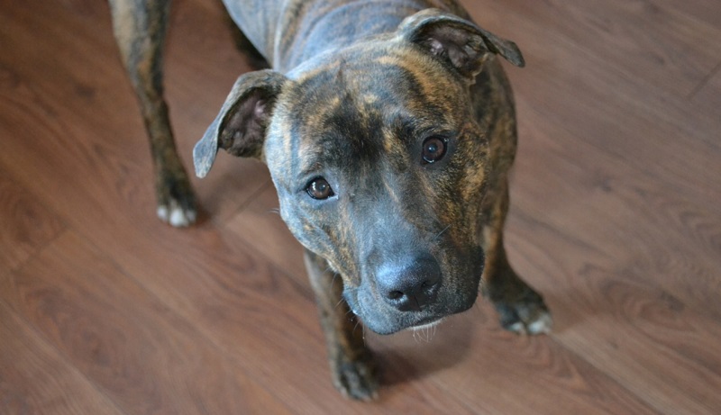 photograph of american pit bull terrier